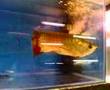 My golden arwana ( Mukund Pilankar India )
