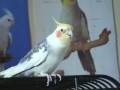 cockatiel elizabeth baby girl