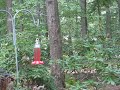 hummingbird hummingbird
