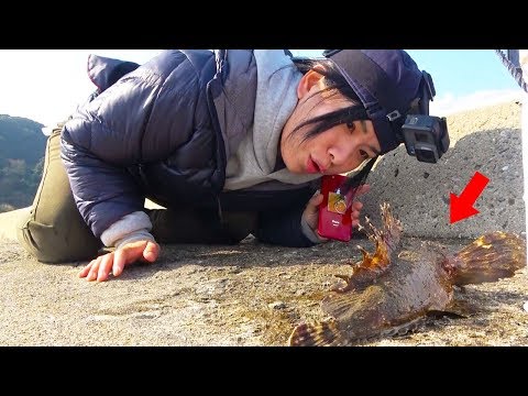 動画