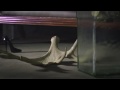 Bertie Blackman Thump Official Music Video and Lyrics