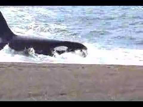 Orca attack La Ernestina