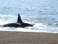 Orca attack La Ernestina Orca attack La Ernestina