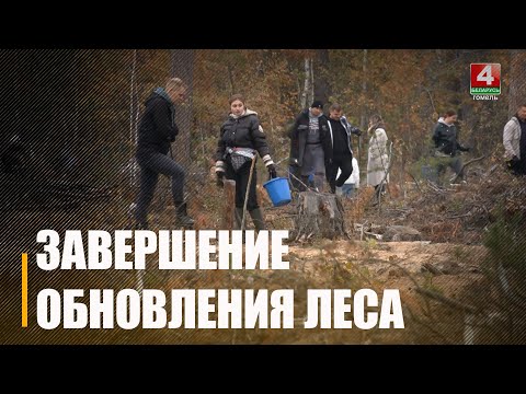 Удалося высадзіць больш за 4 000 гектараў лесу. На Гомельшчыне завяршылася рэспубліканская акцыя "Дай лесу новае жыццё" видео