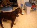 Skeletor the Doberman and Whipped Cream.