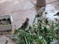 Darrrrek - Breeding carduelis major16