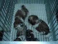 cableman shih tzu