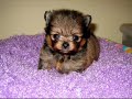 Pomeranian Puppies Pomeranian Puppies