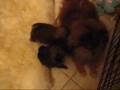 Pomeranian video