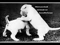 The Pitbull Guide The Pitbull Guide