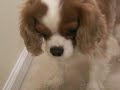Winston the Cav King Charles Spaniel runs upstairs to bed