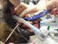Dog swallowed a 24″long swiffer handle