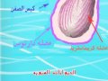 السائل المنوى semen & sperms