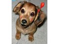 Our Dog Singing "Puppy Love"