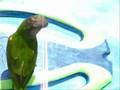 videos de Djembe Surfing