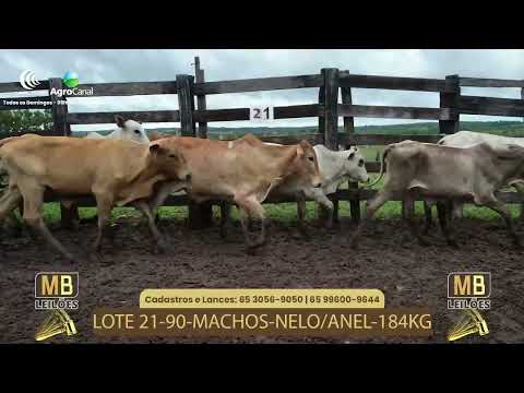 527� LEIL�O VIRTUAL MB LEIL�ES