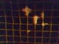 fenal-children.html