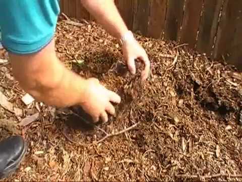 TERMITES
