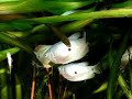 Blue three spot gourami / Blaue Fadenfische [2/2]