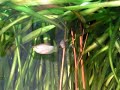 Blue three spot gourami / Blaue Fadenfische [2/2]