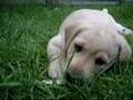 Labrador Puppy Music Video