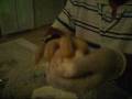 CORN STARCH AND WATER
