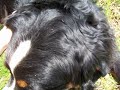 Berner sennenhond