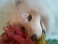 samoyed bianca greece