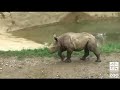 Rhino Update 8/21/2007: Zuri ventures outside