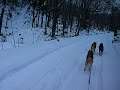 犬ぞり　Dog sled  北海道　Hokkaido