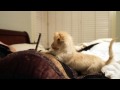 Slomo Puppy Wrestling