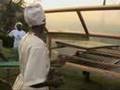 Fruits of the Nile - 2008 Ashden Award winner
