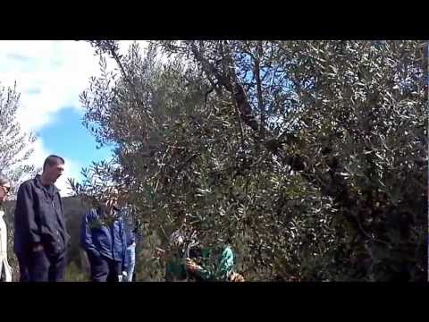 how to cure olives uc davis