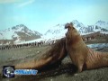 Elefante Marinho Um Animal \"Peso Pesado\"