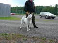our-swedish-white-elkhound-blackereds-king-gandalf.html