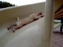 Pig Slide Show