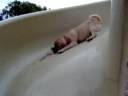 videos de Pig Slide Show