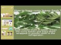 How to keep curry leaves fresh