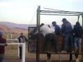 videos de EL NORTENO VS EL CABALLO DE LA FLECHA