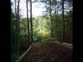 suzi birthday @ go ape