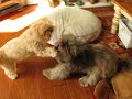 MVI 5676 Ina Mina dika Kishore Kumar Kona and Koko gone wild dogs