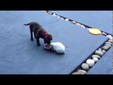 Hungry Bunny – Mini Lop Ear Rabbit and Chocolate Labrador Puppy