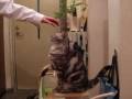 手と戦う～猫(=^・^=)　The cat which fight with hand