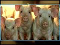 shawty is a pig(shawty is a ten remix)