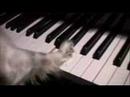 Dog Piano Prodigy Dog Piano Prodigy