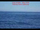 Grey whale swim Grey whale swim