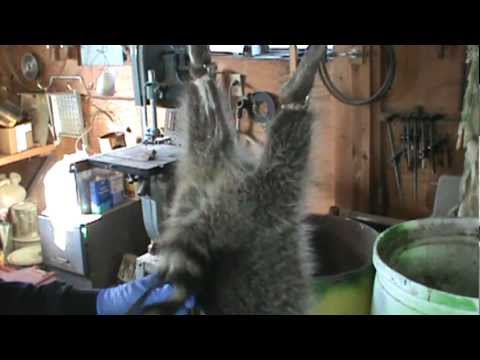 how to skin a raccoon