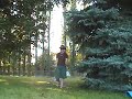 Poplar Tree Goes Down Poplar Tree Goes Down