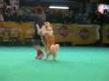 Dog-dancing