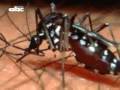 videos de Preocupa reproducción de Dengue en temporadas veraniegas
